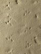 Synapsid and Invertebrate Trackways - Permian #7083-3